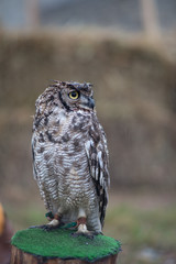 Oehoe owl