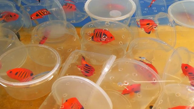 containers of flame angels in an aquarium tank at a tropical fish wholesaler in hawaii