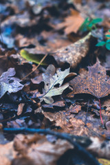 Dry leaves in autumn forest on a blurred background.
