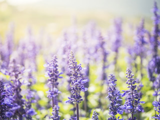 Naklejka premium Flowers in the sunny day.