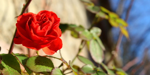 Rosa Rossa nel parco - sbocciare