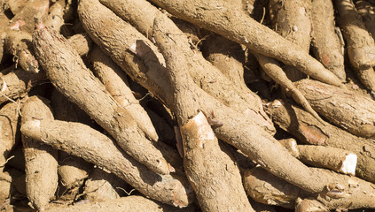 Raw cassava - Manihot esculenta