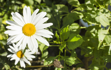 White flower daisy - Bellis perennis © Luis Echeverri Urrea