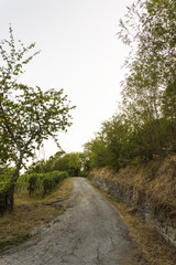 Clay way around the green trees. Countryside pathway