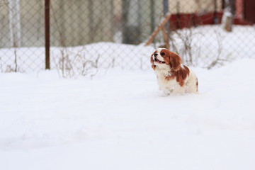 The dog a King Charles Spaniel runs on snow. A dog in the movement.