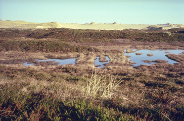 Dune landscape at north sea in the netherlands.