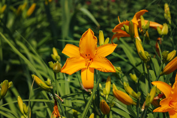 Flowers in springtime and summer