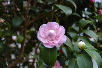 Flowers in springtime and summer