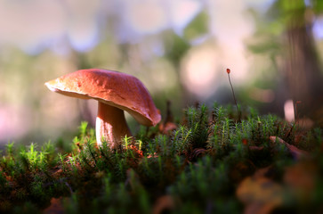 In a wide-brimmed hat.Handsome white mushroom on a mossy mound illuminated by the sun.