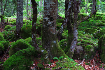 Urwald in den Pyenäen