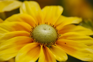 Flowers in springtime and summer