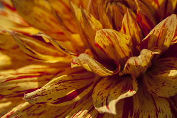 Fototapeta na wymiar Flowers in springtime and summer (chrysanthemum)