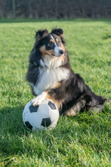 Soccer Sheltie © jonaldopc