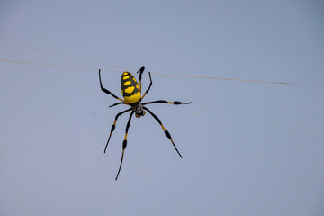 Golden silk orb weaver spider hanging from web by back legs near Sal Rei, Boa Vista, Cape Verde