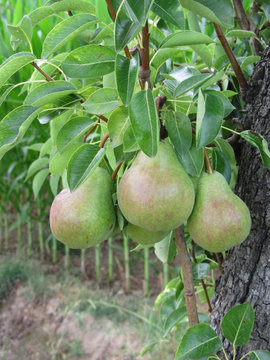 Green pears hanging on a growing pear tree . Tuscany, Italy