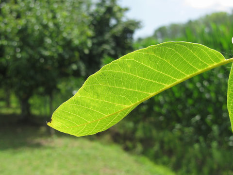 Closeup of walnut leaf lit by sunlight