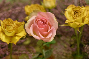 pink rose