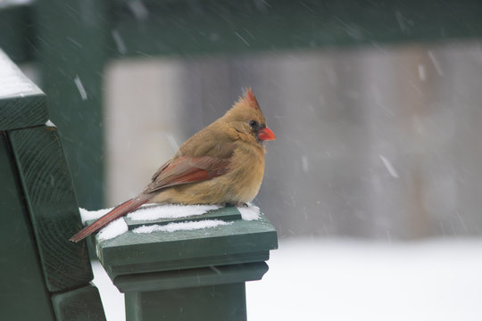 Female Red Northern Cardinal