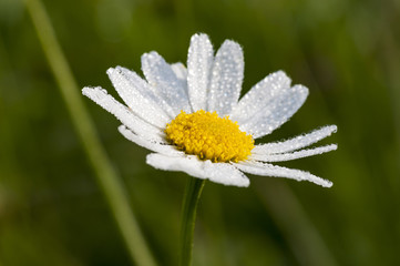 Fototapeta premium Flowers in springtime and summer (aster, asteraceae)