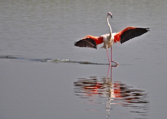 Flamingos on the lake, pink bautiful animal