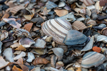 Muschelbruchstücke am Strand