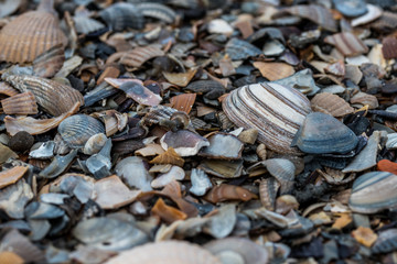 Muschelbruchstücke am Strand
