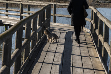 blond yorkshire and woman walking on wooden walkway in the marsh of La Fonda