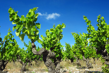 Weinanbau in Südfrankreich