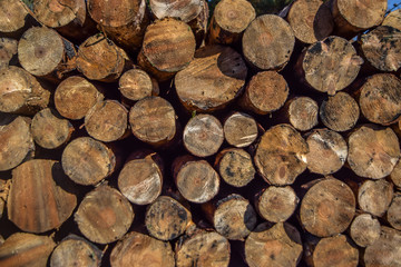 Firewood for winter