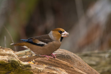 Wildlife photo, Hawfinch stands on old trunk, Slovakia forest, Europe