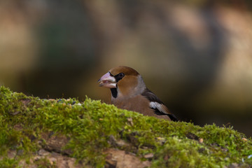 Wildlife photo, Hawfinch stands on old trunk, Slovakia forest, Europe