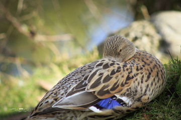 Bellisima papera scattata vicino a lago...Italia Lombardia