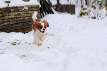 The dog a King Charles Spaniel runs on snow. A dog in the movement.