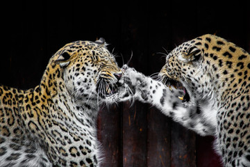 Leopards Fighting