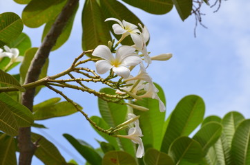 FLEURS DE FRANGIPANIER THAÏLANDE 