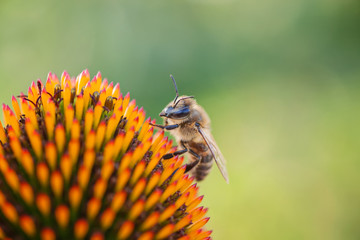 Close-up of Acoustic classical guitar