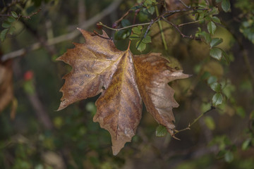 Background of a lonely leaves isolated blurry green