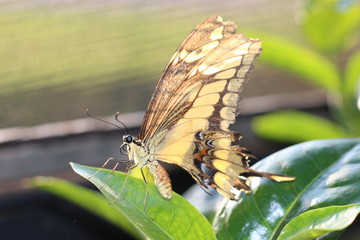 borboleta amarela pousada na folha