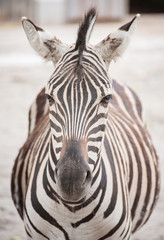 Fototapeta na wymiar zebra at the green park in Zoo