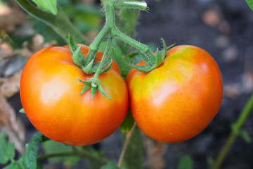 Red tomatoes on the branch with blurred