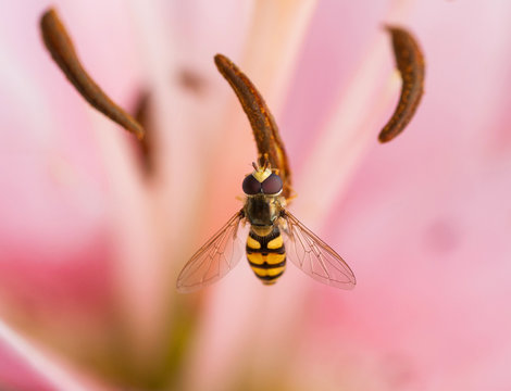 Close-up photo of spring and summer flowers with a insect