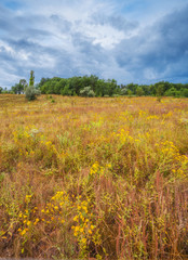 Fototapeta premium blue sky flowers and grass in the field