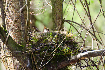White-throated bird in the nest