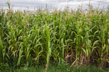 Fototapeta premium Corn green fields landscape outdoors