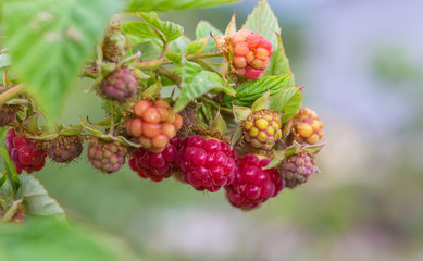 branch of ripe raspberries in a garden