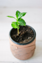 Coffee arabica sprout in a ceramic flowerpot.