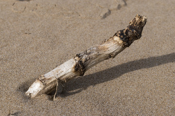 dry wood on the beach sand