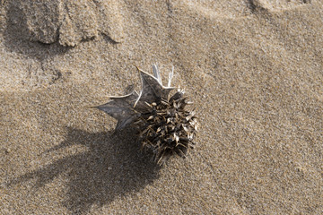 dry thistle plant on the beach sand
