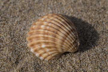 mollusk shell on the beach sand, scratched