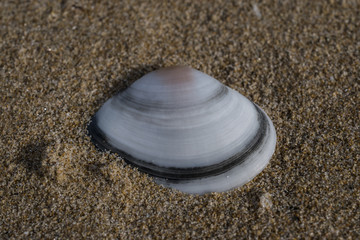 Fototapeta na wymiar mollusk shell on the beach sand, white and black